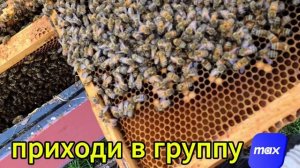 Очередные будни пчеловода 27.06.2026 #пчеловодство #пчелы #топ #рек