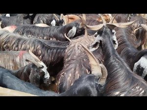 МОЛ БОЗОРИ ХОЧИ ШАРИФ НАРХИ БУЗ ГУСФАНД 20 июня 2025 г.