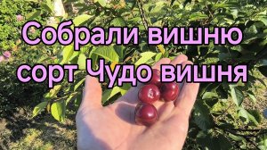 #398 Сбор вишни сорта Чудо вишня