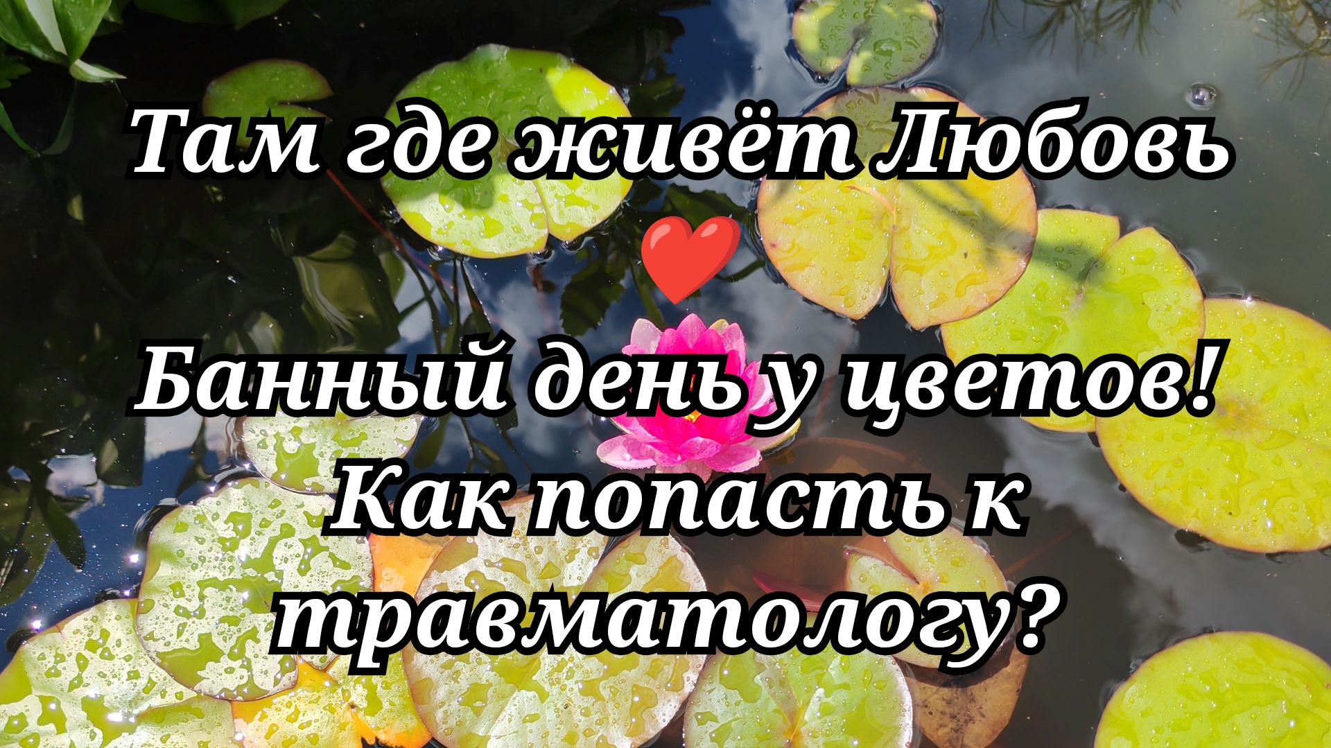 #149 Банный день у цветов! Как попасть к травматологу?