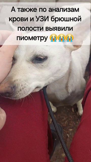Помогите Белке выжить  #собака #животные #помощьбездомным #Белкануждаетсявпомощи