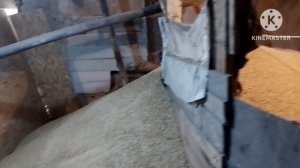Ещё 8.5 тон зерна подъехало закачиваю в закрома 😊