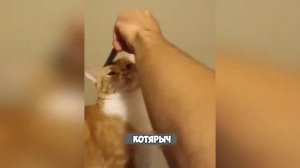 Смех, юмор, ржачь. Часть 17