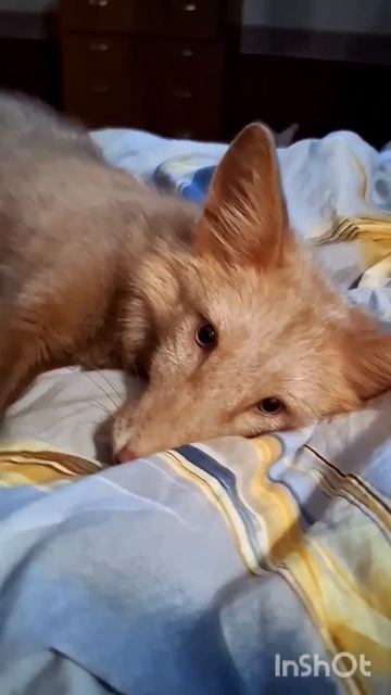 Кеша мыслит смотреть онлайн