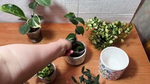 Новинки керамики.
