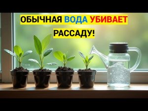 Обычная вода убивает рассаду! Главная ошибка при поливе!