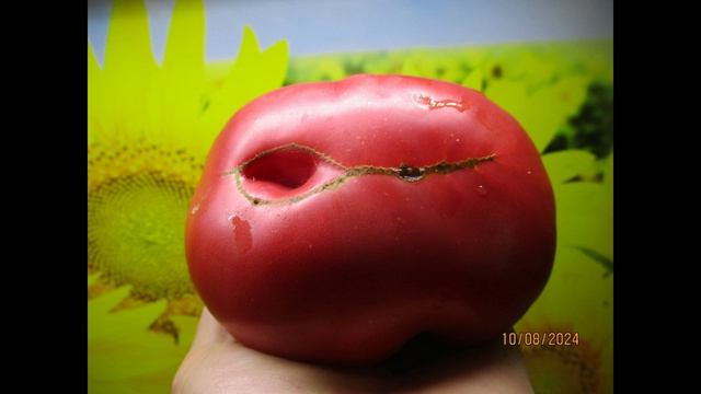 Томатные Гномы - ГИГАНТЫ. Гном Клубничный лимонад №900-30 в каталоге. смотреть онлайн