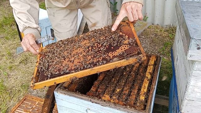 Ревизия пчелосемей перед основным медосбором. смотреть онлайн