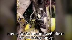 Они Открыли Дверь и Застыли! Никто Не Мог Поверить, Что Эти Змеи Сделали Внутри Этого Дома