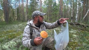 ДУМАЛ ХОТЬ НА ЖАРЁХУ, А ТУТ!? КРАСНЫЕ, БЕЛЫЕ, СЕРЫЕ, ОРАНЖЕВЫЕ ПОДОСИНОВИКИ \ СБОР ГРИБОВ 2026!