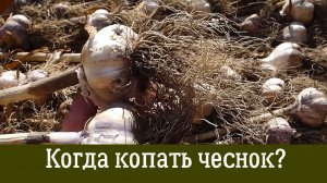 ИДЕАЛЬНЫЙ МОМЕНТ для УБОРКИ ЧЕСНОКА: Когда копать чеснок чтобы головки были плотными и крупными?