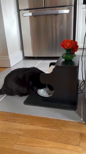 🐈🎹😁