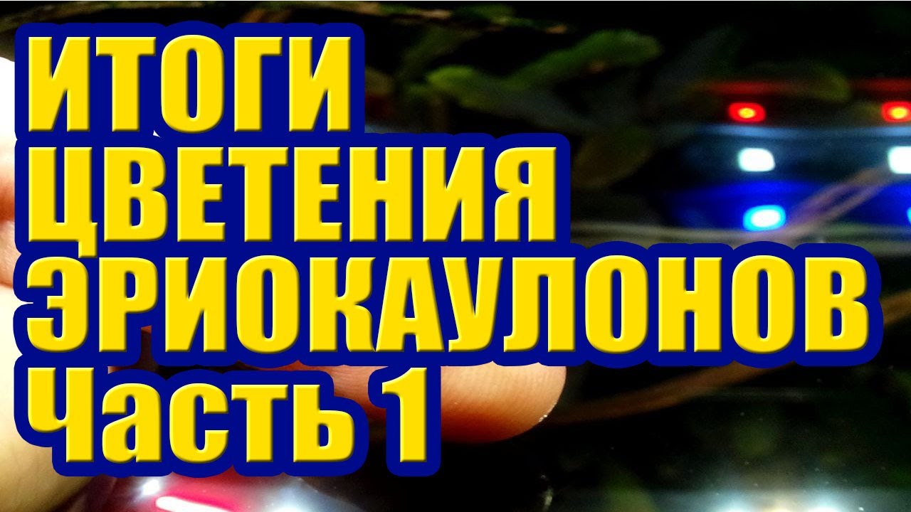Итоги цветения Эриокаулонов Синериум Часть 1. Растения в Аквариуме смотреть онлайн