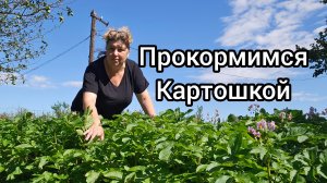 Сажаю картошки побольше, жду волшебных перемен