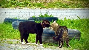 Травы-муравы, цветы и орущие коты🤪🌾🌼🌳🌱🐈😸🤪