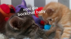 клип котят - xoni olo bockchat baby