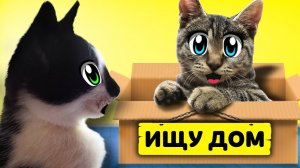 ИЩУ ДОМ! КОТ МАЛЫШ и КОШЕЧКА МУРКА и Бездомный КОТЕНОК! ХЭЛЛОУИН МЫШКА наш НОВЫЙ ПИТОМЕЦ! Kitty cats