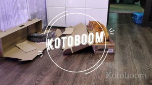 Тайная жизнь домашних КОТОВ, скрытая камера засняла смешные моменты, Кошки веселятся от души