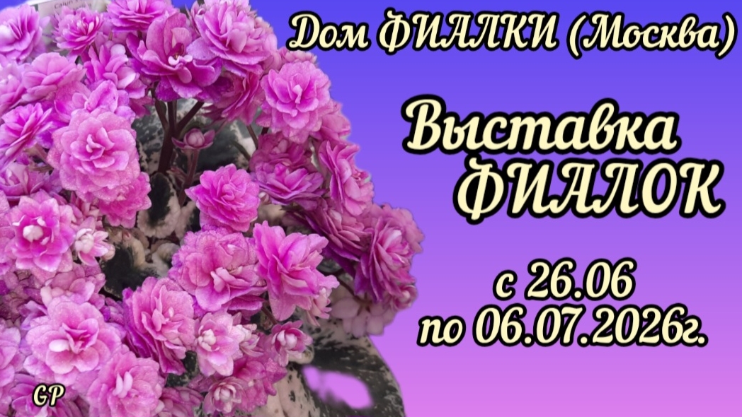 Фиалки -выставки