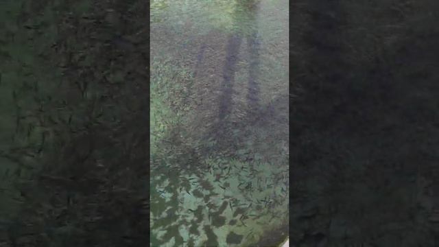 разведение форели в домашних условиях смотреть онлайн