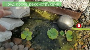 Переделка старого пруда в пруд с биоплато | ПРУД ПРУДИ