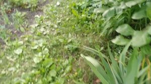 Сначала развожу потом вырубаю.