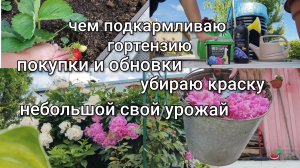 Покупки и обновки/Убираем красоту/Чем подкармливаю гортензию/Свой небольшой урожай/