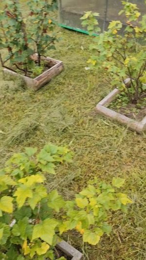 Мульчирование огурцов на улице без укрытия.