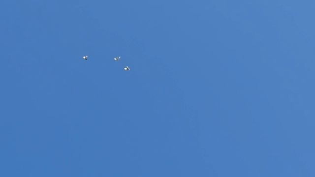 Мраморные Бакинские Голуби! смотреть онлайн