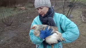 Забитый зоб у курицы Лечение и ошибки.
