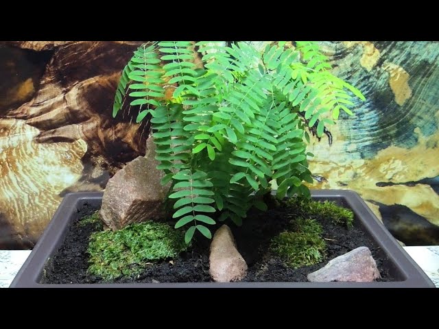 Органический дренаж из отходов для 🌿 ЛЕУЦЕНЫ . Пересадка в стиле бонсай (Leucaena). смотреть онлайн