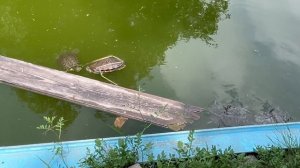 Черепаший пруд в лазаревском