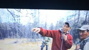 мои собаки, волк