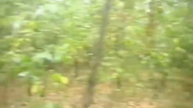 VHS-C, небольшая прогулка по лесу смотреть онлайн