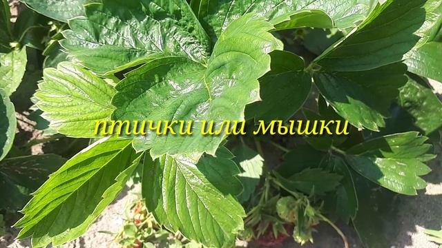 2539. Рассадный 26. Клубничные неприятности.