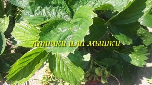2539. Рассадный 26. Клубничные неприятности.
