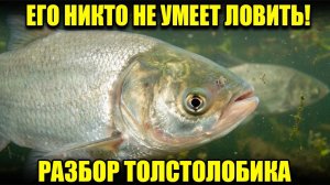 Толстолобик — рыба-фильтр! Биология, поведение и нестандартные методы ловли