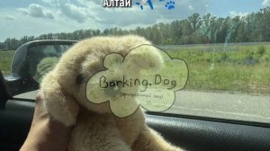Фоточки с поездки в горный Алтай✈️️ (не все фотографии) 🐾🌳