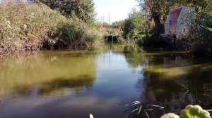 Пруд на Даче. 35 Минут у Ставка. Natural Pond. #пруд #дача #ставок #pond