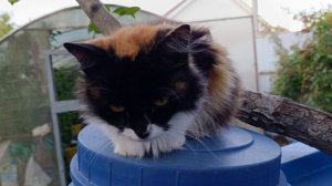 Кошечка Пятница