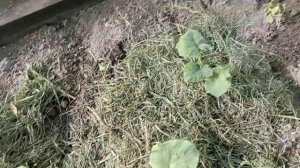 Была на даче, сегодня приехала. Поэтому такой перерыв творчестве. Хотя дача - это тоже ТВОРЧЕСТВО🥰