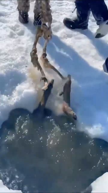Ice fishing #fishing #fish #animals #funnyvideo #funny