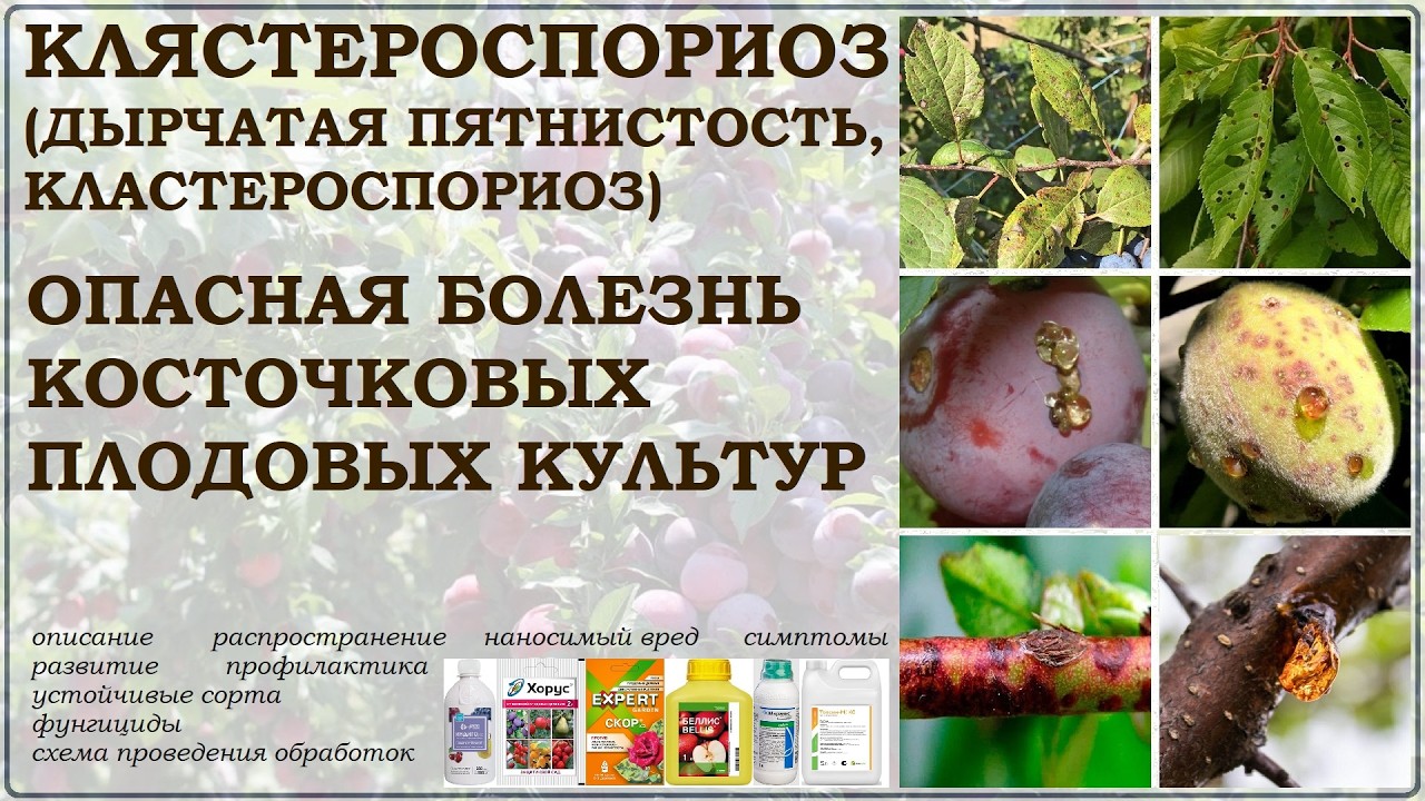 Клястероспориоз или дырчатая пятнистость – опасное заболевание косточковых культур. Обзор и лечение смотреть онлайн