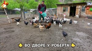 Содержание кур в домашних условиях и других птиц во дворе у Роберта 🐣🐤🦆🐔🪿🦃 (534)