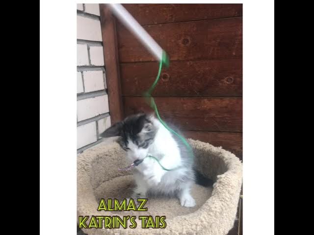 Almaz Katrin’s Tails Кот Мейн-Кун смотреть онлайн