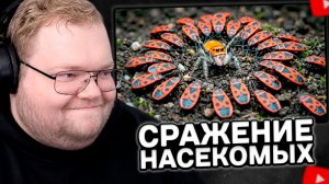 T2x2 СМОТРИТ: ПАУК РОДРИГО ПРОТИВ ДИКИХ НАСЕКОМЫХ С ЛЕСА