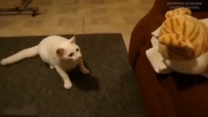 Смешные коты скидывай поржать друзям👏🤣🤣😂