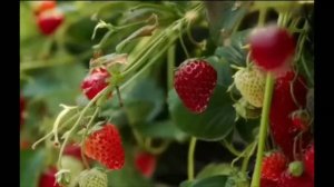 Клубничное смузи на зиму 27.06.2026