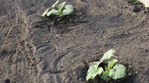 Работала в огороде!💥💐 Намечался сильный дождь!💦Прополола кабачки , тыквы, фасоль!