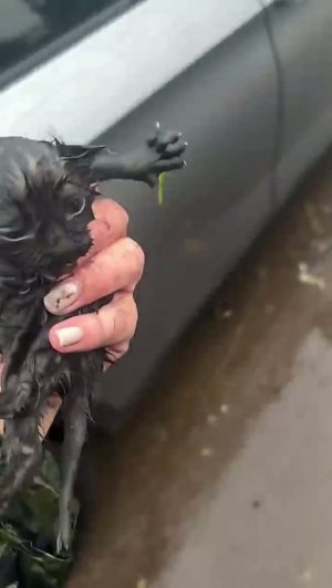 Деяние, которому нет никакого оправдания и объяснения 🤬